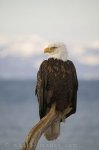 Many people take lots of pics of Bald Eagles but this particular Bald Eagle looks high and mighty upon his perch in a tree in Homer, Alaska.