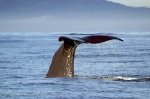 Sperm Whales are well known deep sea animals