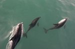 Three Dusky Dolphins give passengers aboard a dolphin watching tour with Encounter Kaikoura a close up view while visiting the South Island of New Zealand.