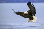 A beautiful colored bald eagle with wide open spread wings fishing for salmon.