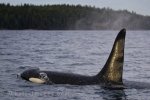A large Orca Whale (Killer Whale) swims peaceful along the British Columbia coastline.