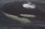 An Orca Whale is coming up for air and breaking the surface beside a whale watching boat.