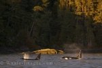 Orca spend a lot of time cruising the shore off Northern Vancouver Island in British Columbia where they find a lot of tasty meals.