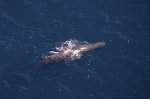 While aboard a whale watching flight with Wings over Whales in Kaikoura, NZ, we were lucky to capture this aerial picture of a Sperm Whale resting at the surface.