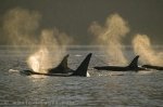 Sun Signs reflecting in the spray of traveling Orca Pod