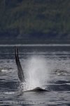 A large male Orca whale is coming up for air beside a whale watching tour in Johnstone Strait in British Columbia, Canada.