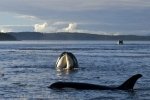 This cute Orca Whale picture is taken right outside of Telegraph Cove off Northern Vancouver Island in British Columbia Canada.