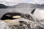 Surfing Killer Whale, beautiful sight of Wild Animals on a thrilling whale watching tour in British Columbia, Canada.