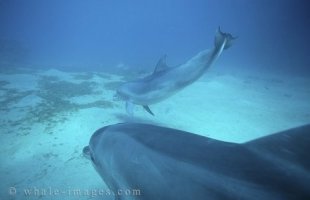 Photos of Bottlenose Dolphins underwater in Red Sea
