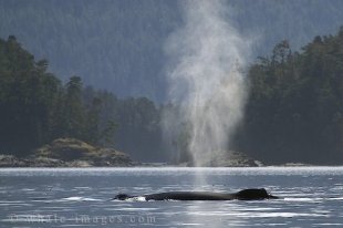 On the Endangered Species List - Humpback Whale
