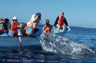 Vacation time in Mexico, Gray Whale watching, Baja California