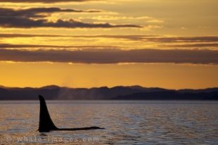 A northern resident male Orca Whale swims peacefully at sunset through Weynton Passage in British Columbia.