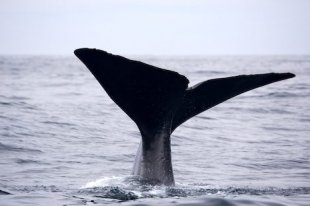 Aboard a whale watching tour with Whale Watch Kaikoura off the South Island of New Zealand, we were lucky to capture this close up picture of the tail on a Sperm Whale.