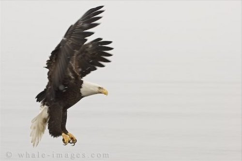 Bald Eagle Area Homer Alaska