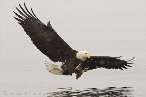 Bald Eagle Touch Down Homer Alaska