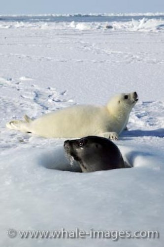 Harp Seal Family Reunion Gulf Of St Lawrence