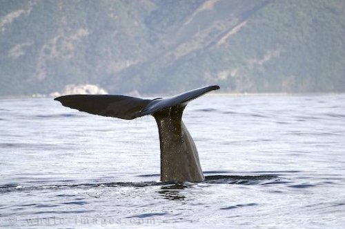 New Zealand Animals