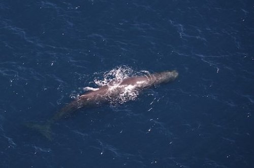 Sperm Whale Resting Aerial Whale Watching Flight Kaikoura NZ