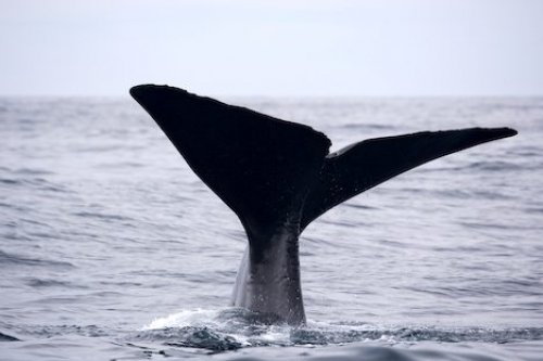 Sperm Whale Tail Picture Whale Watch Kaikoura New Zealand