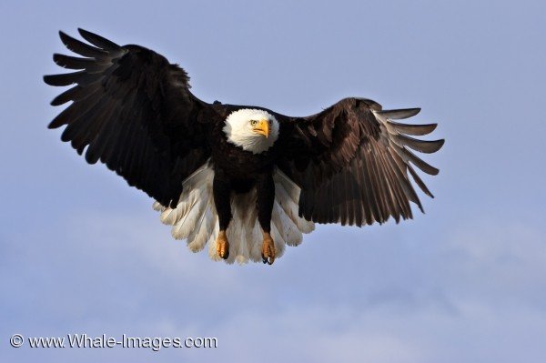 american bald eagle picture bald eagle haliaeetus leucocephalus alaska ...