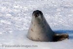An adult female Harp Seal has found an ice hole where she pops up and places one flipper on the side of the ice in the waters of the Gulf of St. Lawrence in Canada.