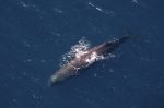 An aerial picture of a Sperm Whale in the waters off Kaikoura on the South Island of New Zealand lets one see how massive this species of whale is.