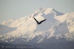 A Bald Eagle soaring near the beautiful snow covered Alaskan mountains in Homer, Alaska, USA.