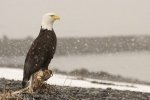 A proud american Eagle waiting till the snow storm is over