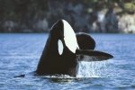 Breaching Killer Whale showing animal behavior