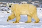 The polar bear is probably the most known arctic animal and is often used as a symbol for global warming.