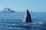 Gray Whale of the Baja California, Mexico - Baja California Travel