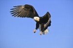 Picture of a bald eagle on a clear blue sky day folding it wings to fish for a salmon.
