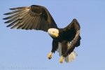 Flying through the blue skies above Homer, Alaska in the USA, this Bald Eagle finds something that catches his eye.