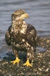 A juvenile Bald Eagle paying close attention to his surroundings in Homer, Alaska in the USA.