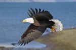 An adult bald eagle takes to the air on a cold winter day in Homer, Alaska.