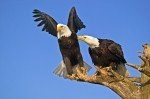 Two bald eagles perched upon a bare tree in Homer, Alaska in the United States.