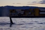 A barge carrying a full load off Northern Vancouver Island in British Columbia, Canada as a lone male Orca passes by.