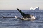 Humpback Whales playing in the Atlantic Ocean