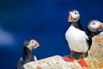 The Atlantic Puffin is probably the cutest member of the seabird species and is often called 