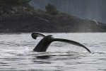 Humpback Whale Tail in the Inside Passage.