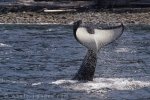 Orca whale watching off Vancouver Island in British Columbia in Canada.