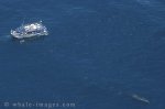 Deep Blue Sea with a whale watching boat and a Sperm Whale