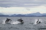 Whale watching with Dolphin Encounters