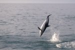 Jumping Dusky Dolphin off the Kaikoura coast on the South island of new Zealand.