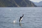 The Dusky Dolphin can be often seen of the Kaikoura coast of the south Island in New Zealand.
