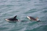 Passengers aboard a dolphin watching tour with Encounter Kaikoura on the South Island of New Zealand experience a close encounter with these animals.