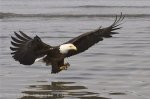 The bald eagles are magnificent animals to watch as they fish for their next meal in Homer, Alaska.