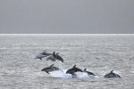 Dolphin Watching in British Columbia, Ecotourism