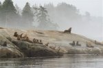 Steller Sea Lions along the coast of British Columbia, Endangered Mammals