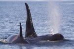 Family Man - Orca Whale male travelling with a female